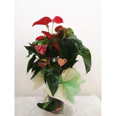 Comprar Anthurium en jarrón de cristal Barcelona