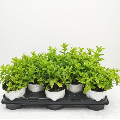 Comprar Menta Barcelona
