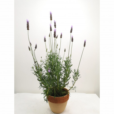 Comprar Lavanda gran Barcelona