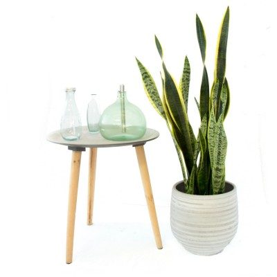 Comprar Sanseviera Barcelona