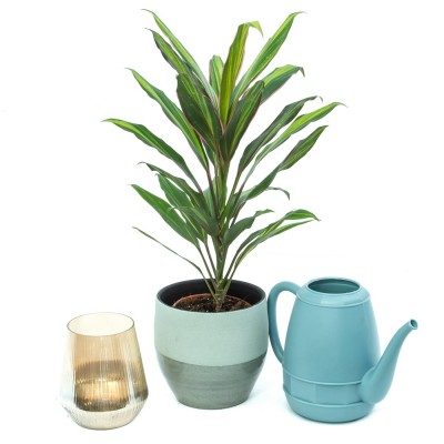 Comprar Cordelyne verde Barcelona