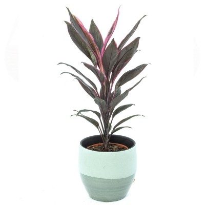 Comprar Cordelyne verde Barcelona