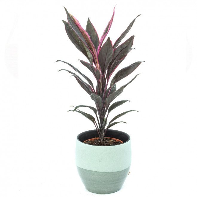 Comprar Cordelyne verde Barcelona Comprar Cordelyne verde Barcelona
