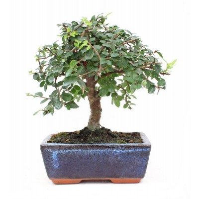 Comprar Zelkova Barcelona