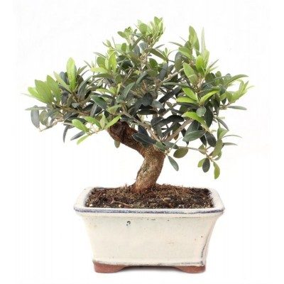 Comprar Olivo (Olea europea) Barcelona
