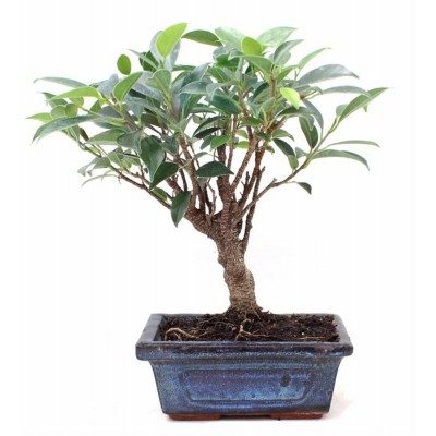 Comprar Ficus retusa Barcelona