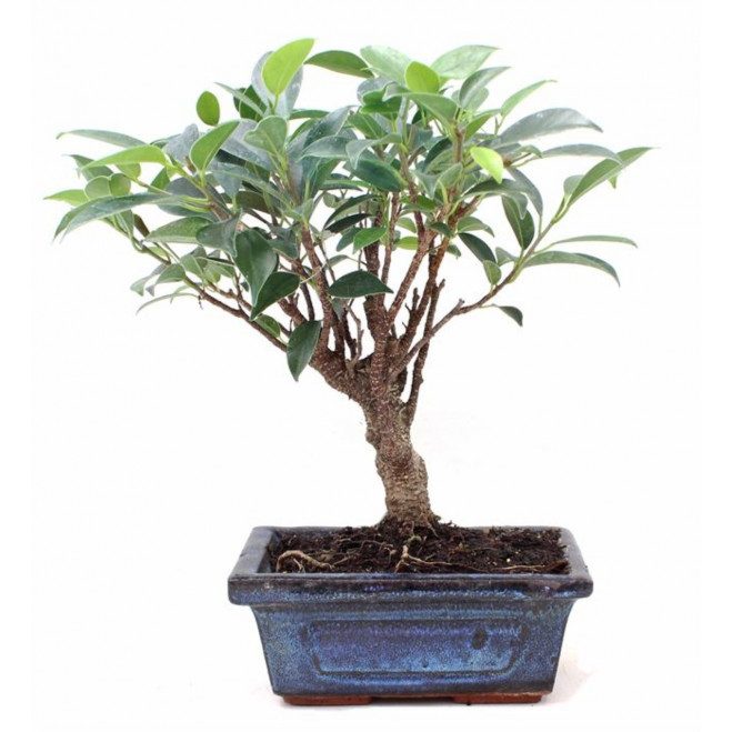 Comprar Ficus retusa Barcelona Comprar Ficus retusa Barcelona
