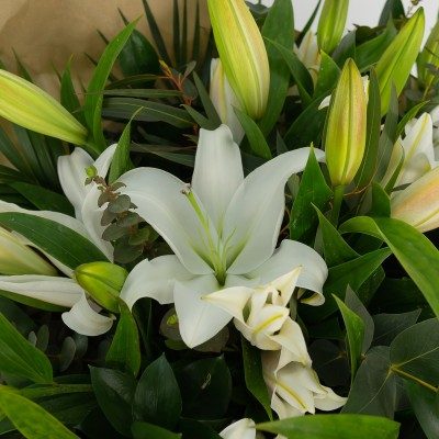 Comprar Ramo de lilium blanco Barcelona