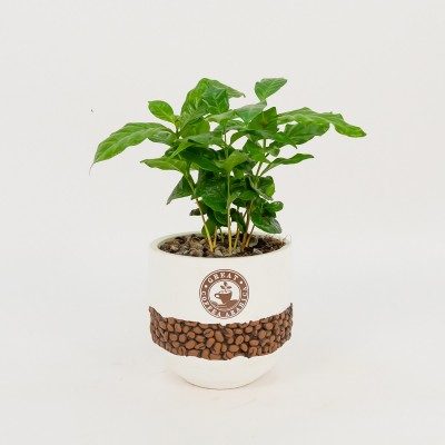 Comprar Planta del café Arábico Barcelona