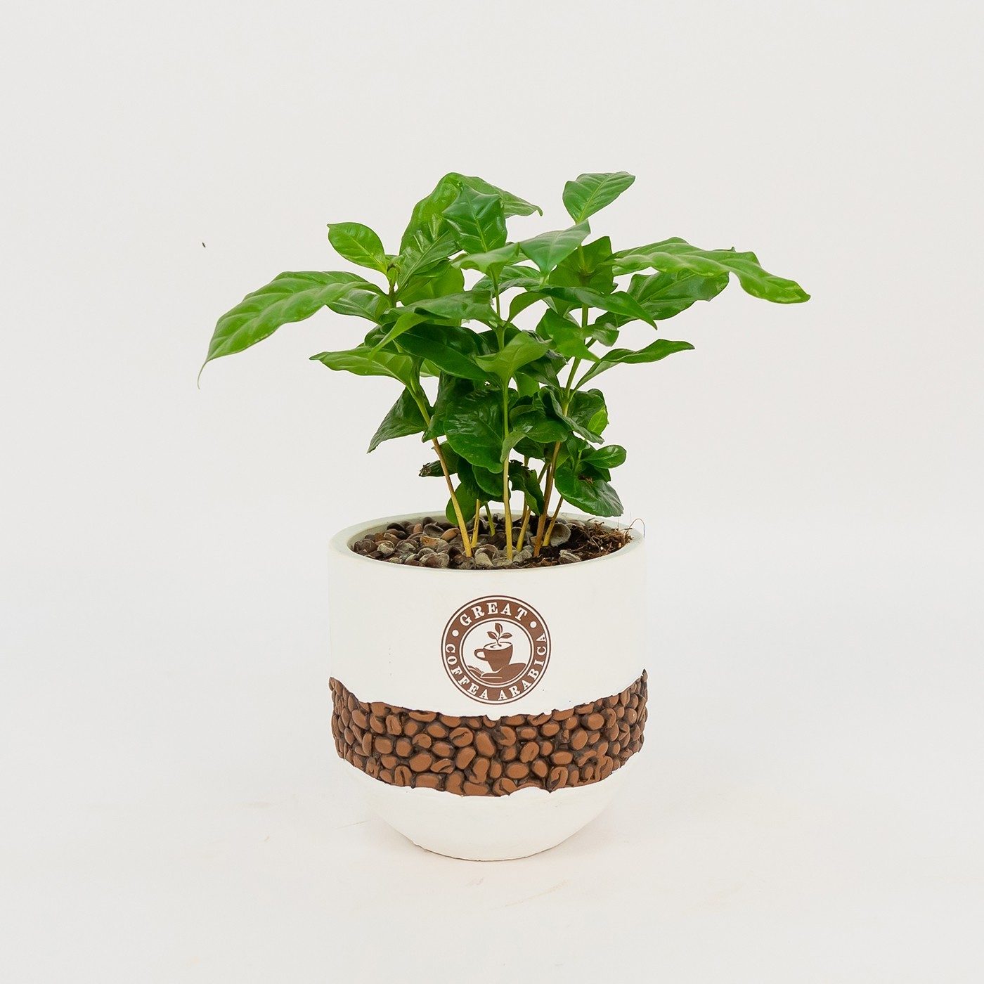 Comprar Planta del café Arábico Barcelona