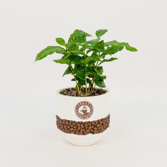 Comprar Planta del café Arábico Barcelona Comprar Planta del café Arábico Barcelona