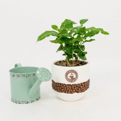 Comprar Planta del café Arábico Barcelona