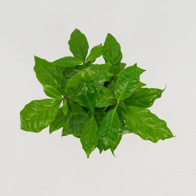 Comprar Planta del café Arábico Barcelona Comprar Planta del café Arábico Barcelona