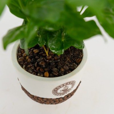 Comprar Planta del café Arábico Barcelona