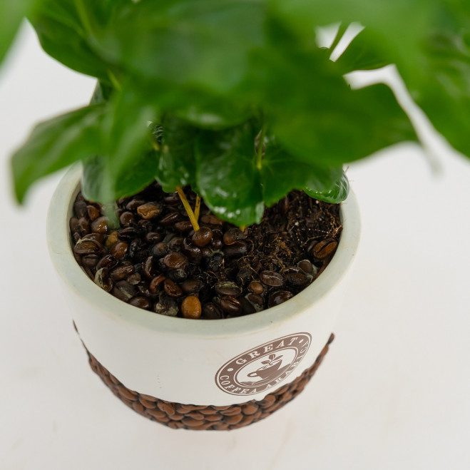 Comprar Planta del café Arábico Barcelona Comprar Planta del café Arábico Barcelona