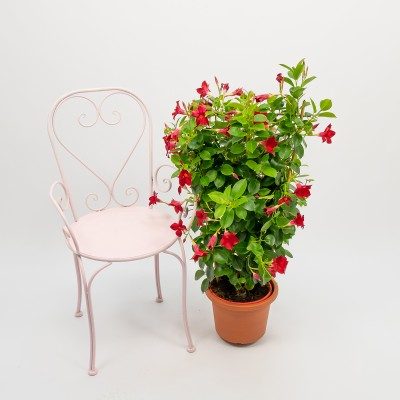 Comprar Dipladenia Barcelona