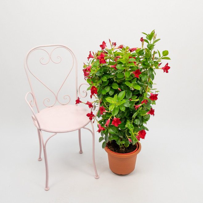 Comprar Dipladenia Barcelona
