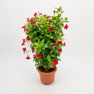 Comprar Dipladenia Barcelona