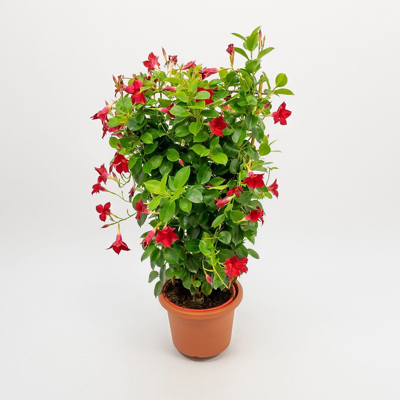 Comprar Dipladenia Barcelona