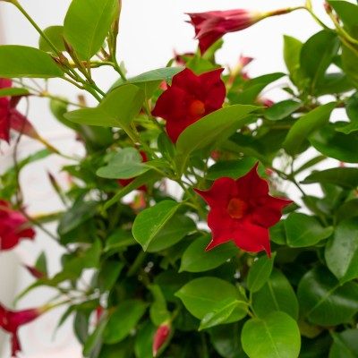 Comprar Dipladenia Barcelona