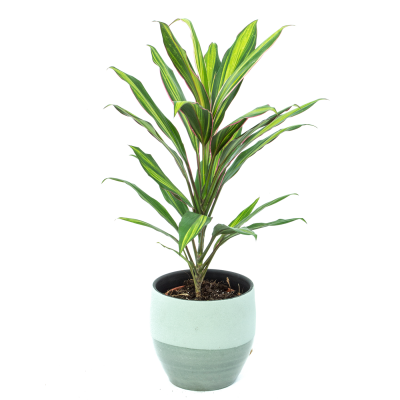 Comprar Cordelyne verde Barcelona