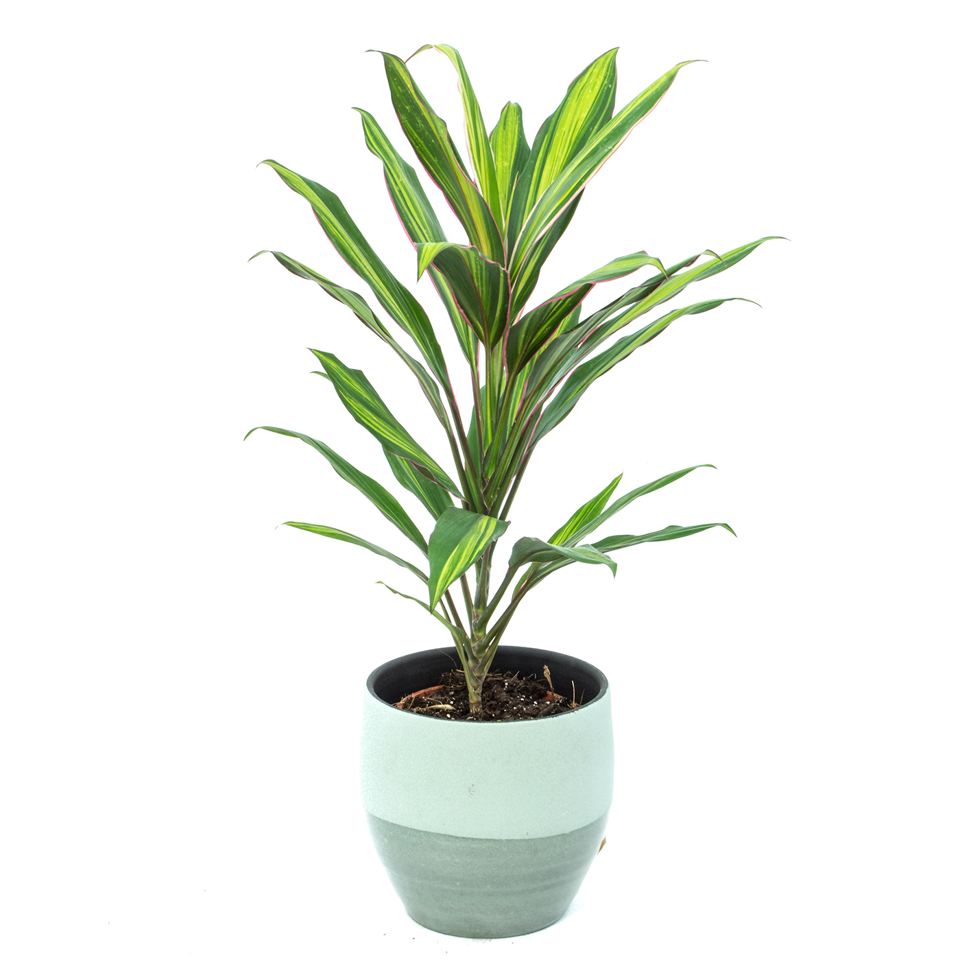 Comprar Cordelyne verde Barcelona
