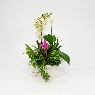 Comprar Grupo de plantas Turanika Barcelona