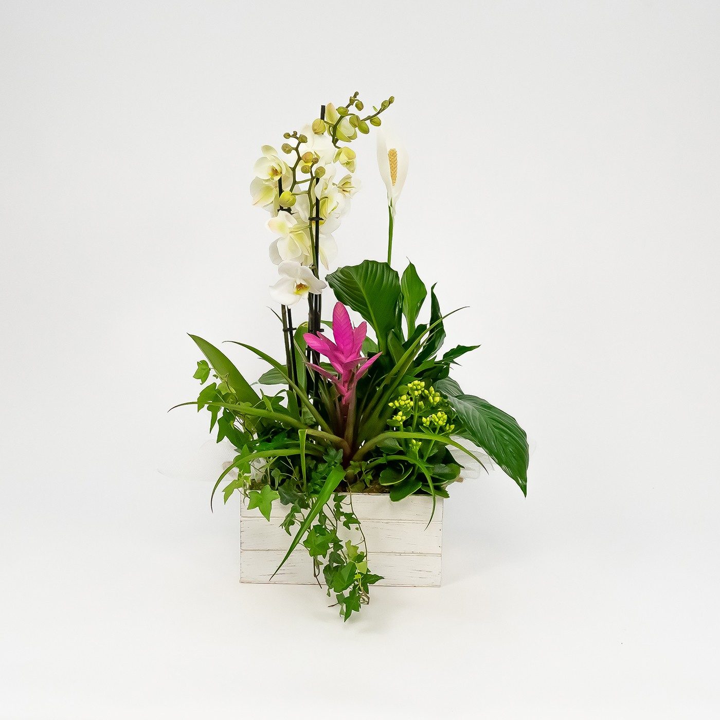 Comprar Grup de plantes Turanika Barcelona