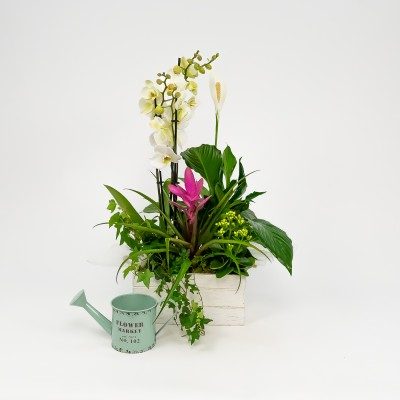 Comprar Grup de plantes Turanika Barcelona