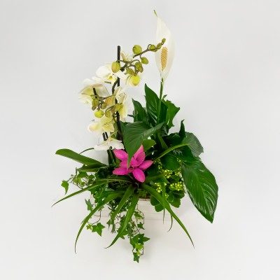 Comprar Grup de plantes Turanika Barcelona