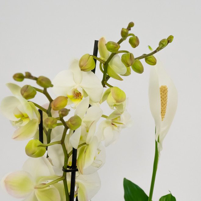 Comprar Grup de plantes Turanika Barcelona Comprar Grup de plantes Turanika Barcelona