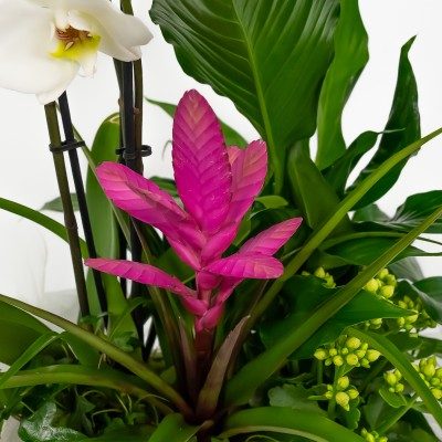 Comprar Grup de plantes Turanika Barcelona