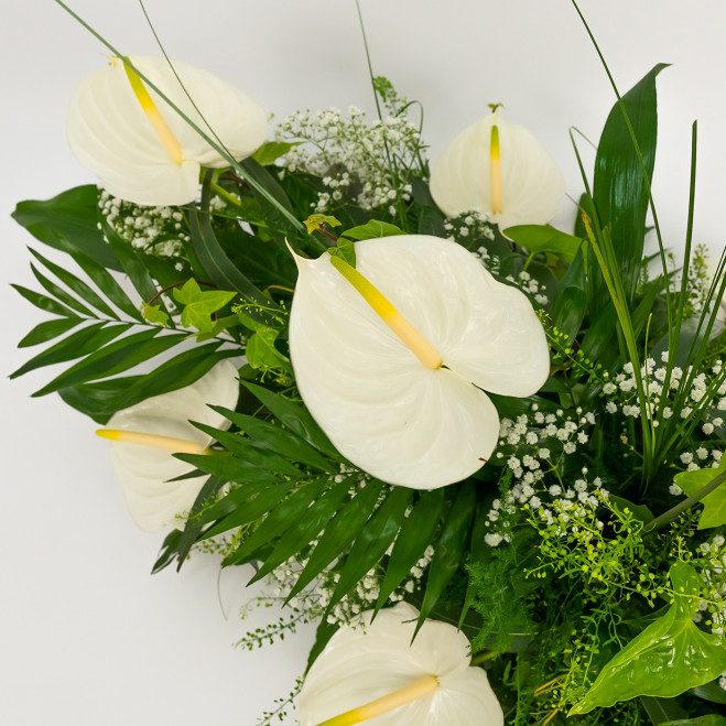 Comprar Detalle de anthuriums Barcelona Comprar Detalle de anthuriums Barcelona