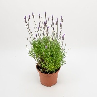 Comprar Lavanda Barcelona