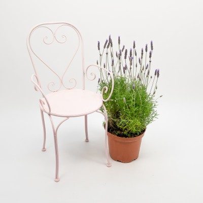 Comprar Lavanda Barcelona
