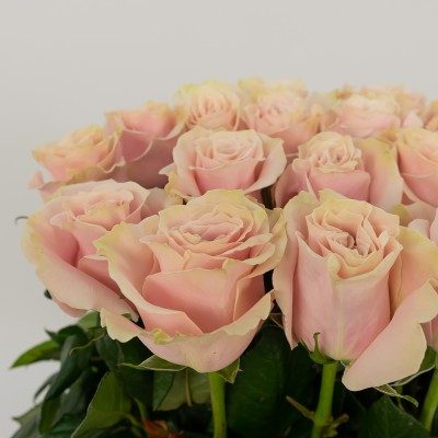 Comprar Vertical de 20 rosas Barcelona