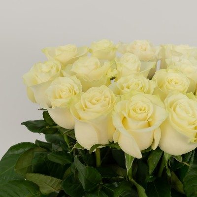 Comprar Vertical de 20 rosas Barcelona