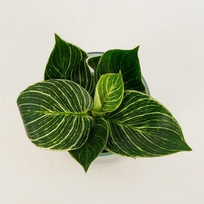 Comprar Philodendro aquàtic Barcelona