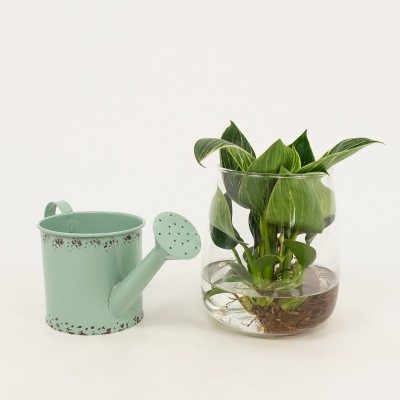 Comprar Philodendro aquàtic Barcelona