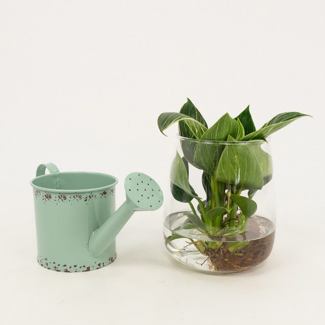 Comprar Philodendro aquàtic Barcelona