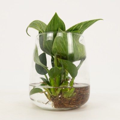 Comprar Philodendro aquàtic Barcelona