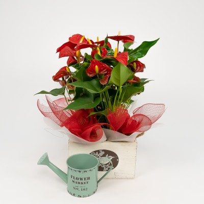 Comprar Grup de plantes Liena Barcelona