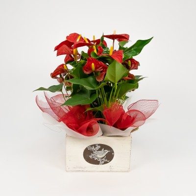 Comprar Grup de plantes Liena Barcelona