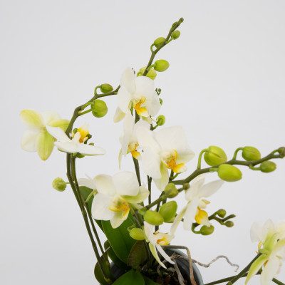 Comprar Mini phalaenopsis Barcelona