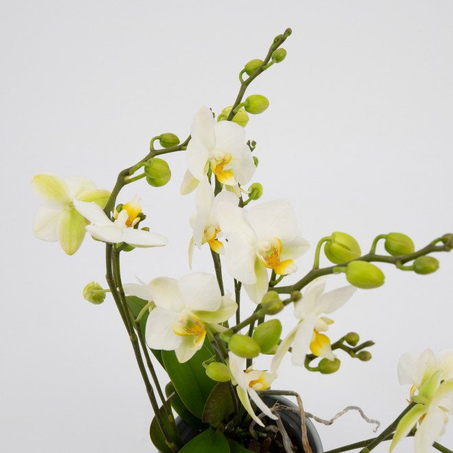 Comprar Mini phalaenopsis Barcelona Comprar Mini phalaenopsis Barcelona