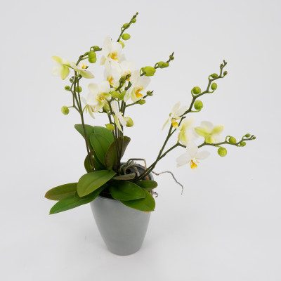 Comprar Mini phalaenopsis Barcelona