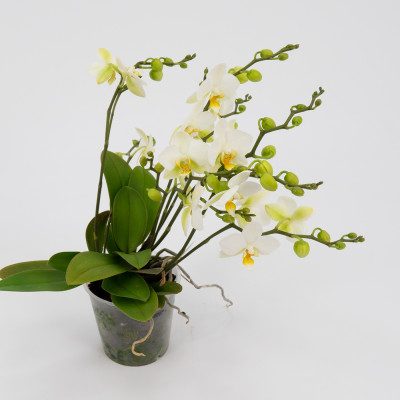 Comprar Mini phalaenopsis Barcelona