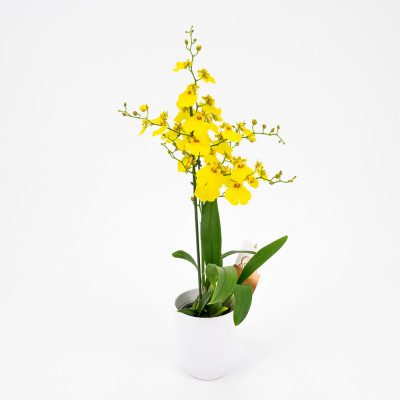 Comprar Oncydium Barcelona