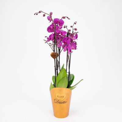 Comprar Phalaenopsis deluxe Barcelona