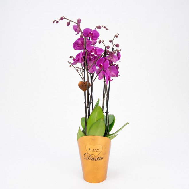 Comprar Phalaenopsis deluxe Barcelona Comprar Phalaenopsis deluxe Barcelona